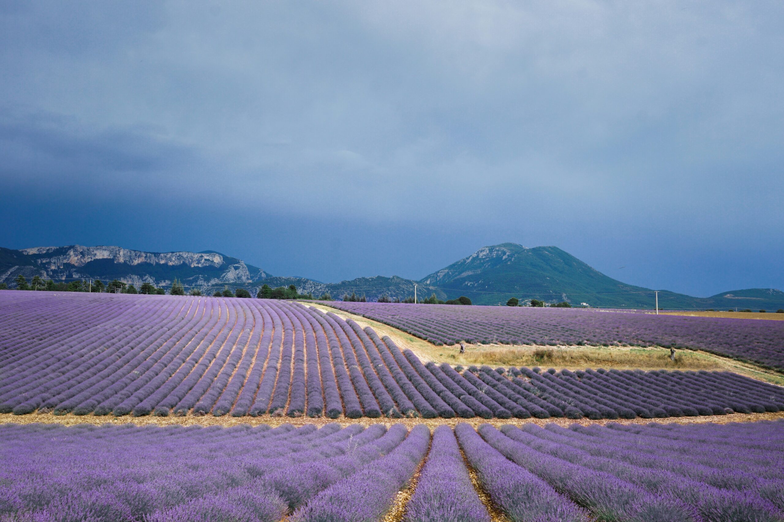 Campos de lavanda en flor en la Provenza, Francia